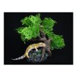 Komodo Bonsai Tree 1ea 17 in Online