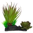 Komodo Succulent Plant 1ea One Size Hot on Sale