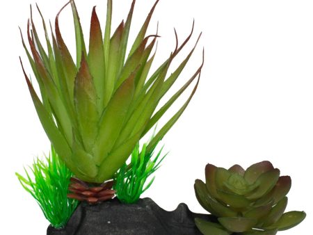 Komodo Succulent Plant 1ea One Size Hot on Sale