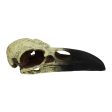 Komodo Raven Skull Hideout 1ea MD, 6 in Online Sale