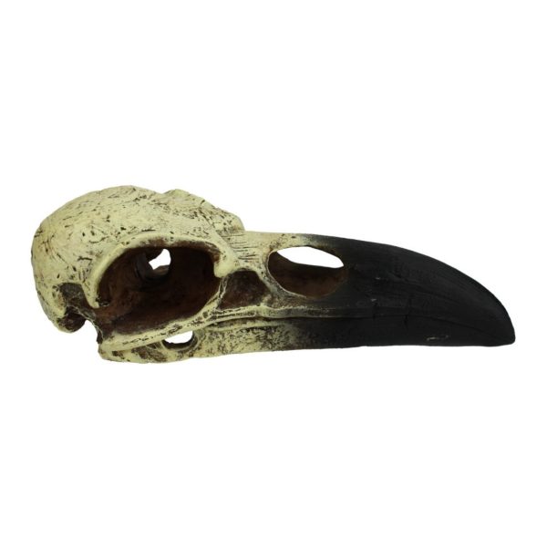 Komodo Raven Skull Hideout 1ea MD, 6 in Online Sale