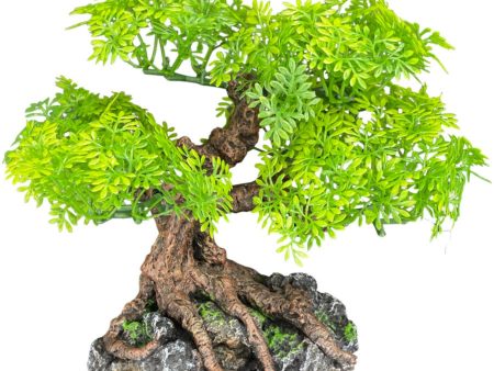 Komodo Bonsai Tree 1ea 17 in Online