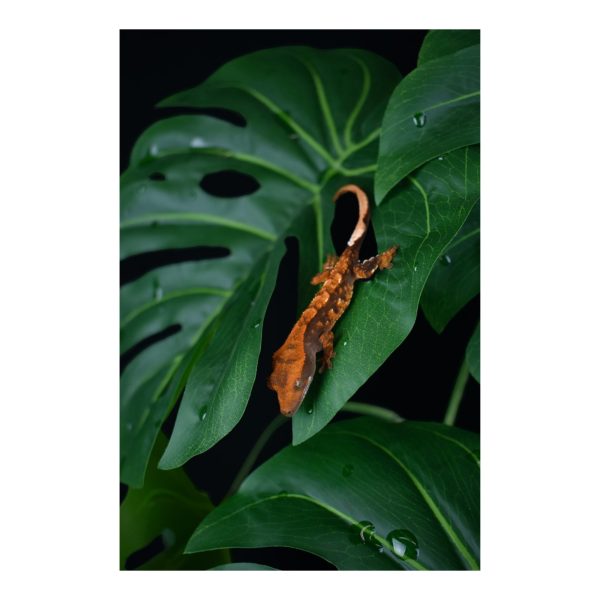 Komodo Standing Plant Monstera Leaf, 1ea 18 in on Sale