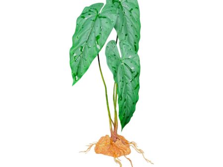 Komodo Standing Plant Emerald Vine, 1ea 18 in Supply