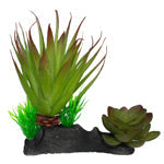 Komodo Succulent Plant 1ea One Size Hot on Sale